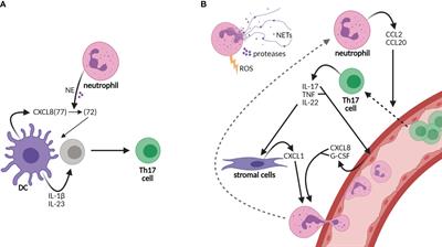 Targeting DCs for Tolerance Induction: Don’t Lose Sight of the Neutrophils